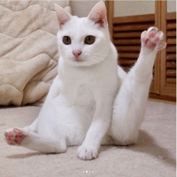 体幹がいいニャンコ