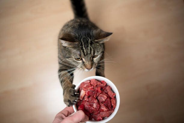 猫とフード