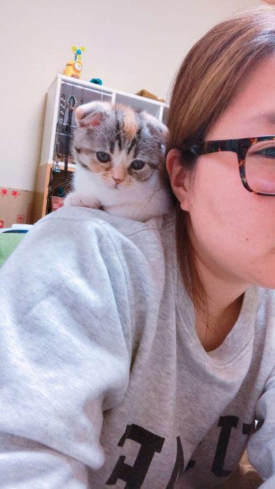 肩乗り猫、スコティッシュフォールドのマルタ