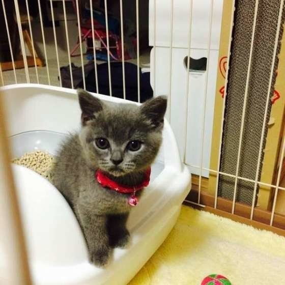 トイレ中の猫