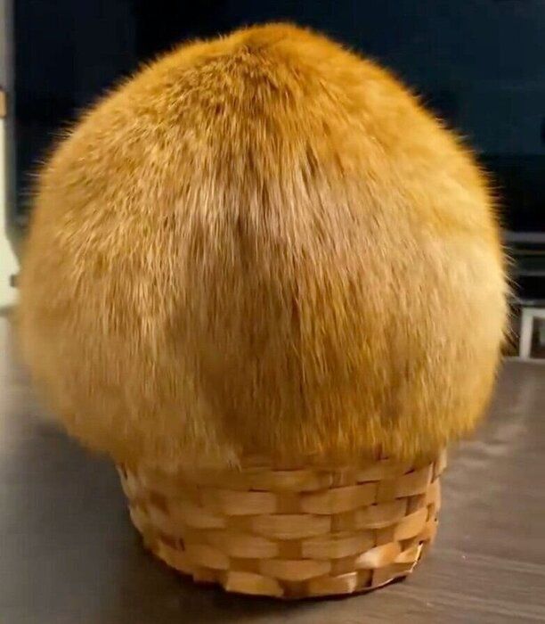 小さなカゴに入るつぶちゃん