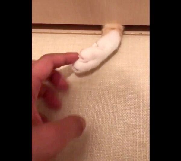 肉球を見せる猫