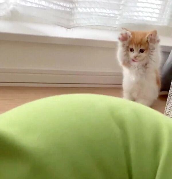 クッションを見て可愛い動きをするメープルちゃん