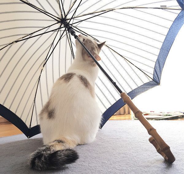 あおいちゃん