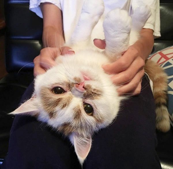 おもちちゃん