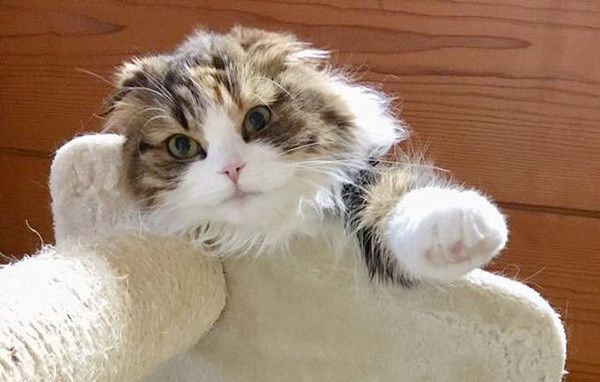 見つめる猫