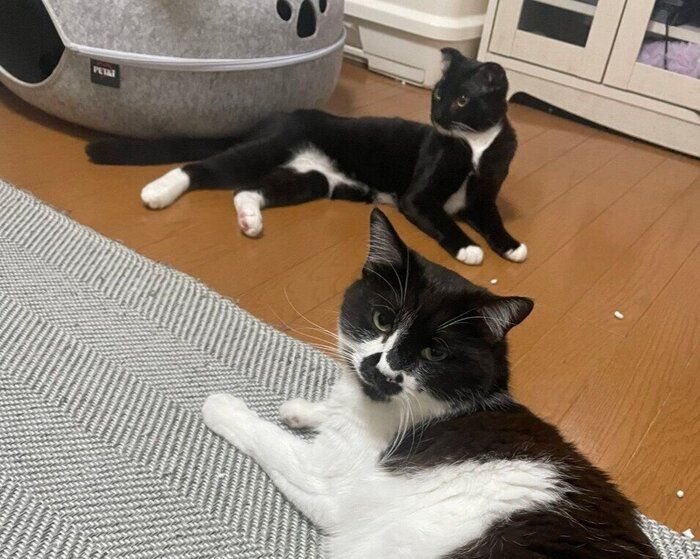 くつろいでいる2匹の猫