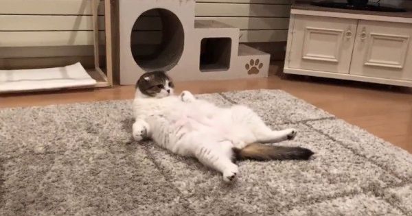 テレビのナレーションに反応する猫