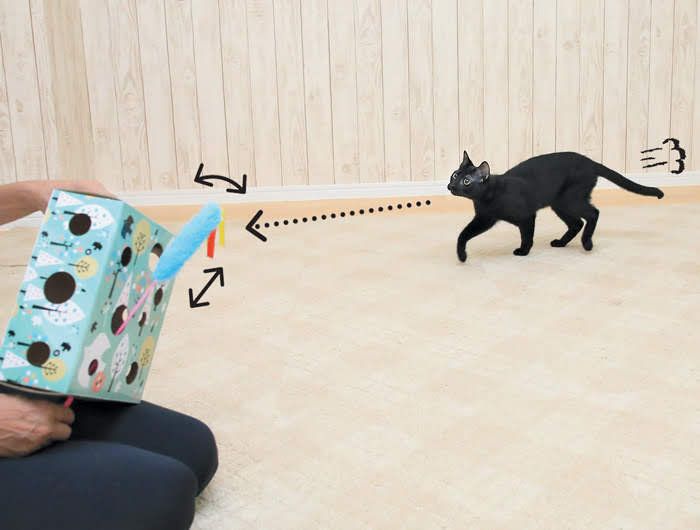 箱のおもちゃで遊ぶ黒猫