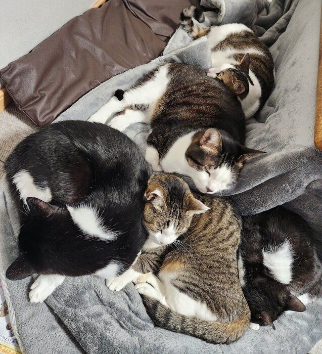 飼い主さんが片づけようとしたこたつに群がる猫たち