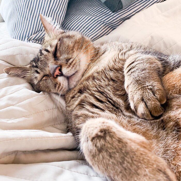 おなかを見せて寝る猫