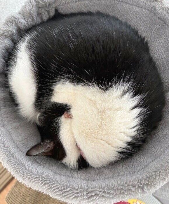 キャットタワーに丸まるふくちゃん