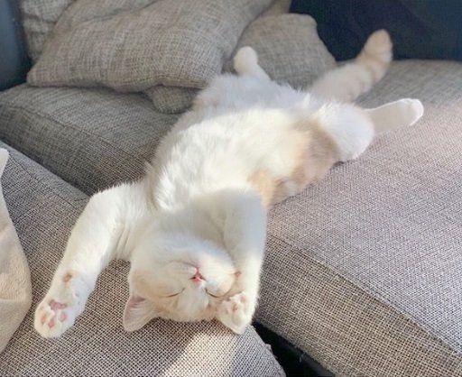 ばんにゃい