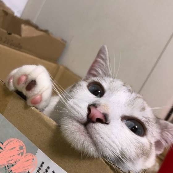 箱に入った猫