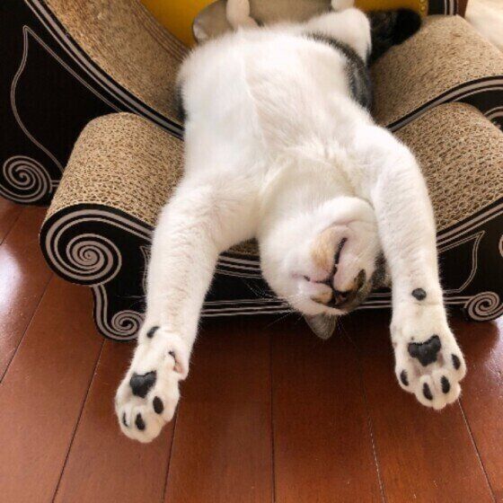 バンザイ寝をする猫