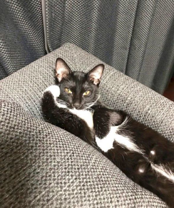 ソファの隙間にハマるくろすけちゃん