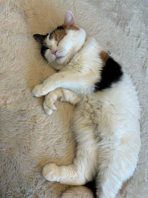 幸せそうな表情で眠る猫