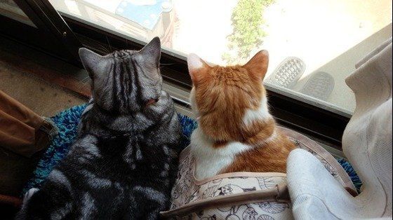 寄り添う猫