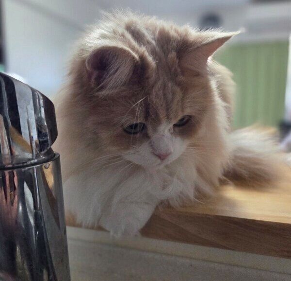 飼い主さんを観察するマシュちゃん