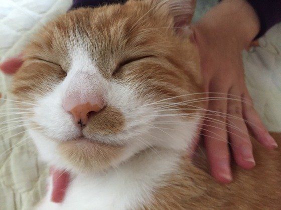 マッサージされる猫