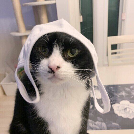 マスクをかぶる猫