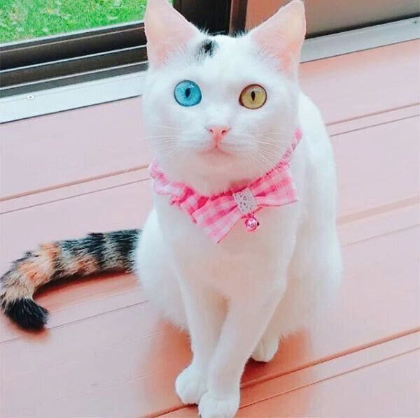 見つめるはなちゃん