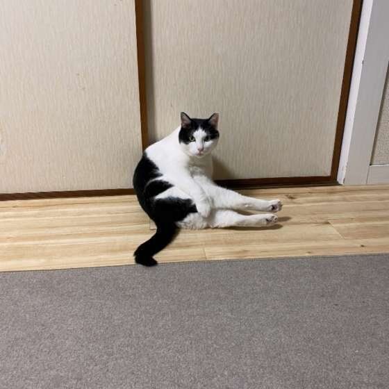 MIX猫の毛づくろい