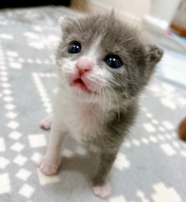 つぶらな瞳のラテちゃん