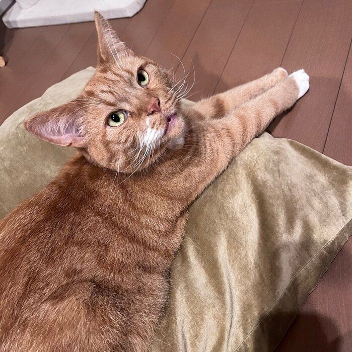 前足をのばしてくつろぐめんまくん