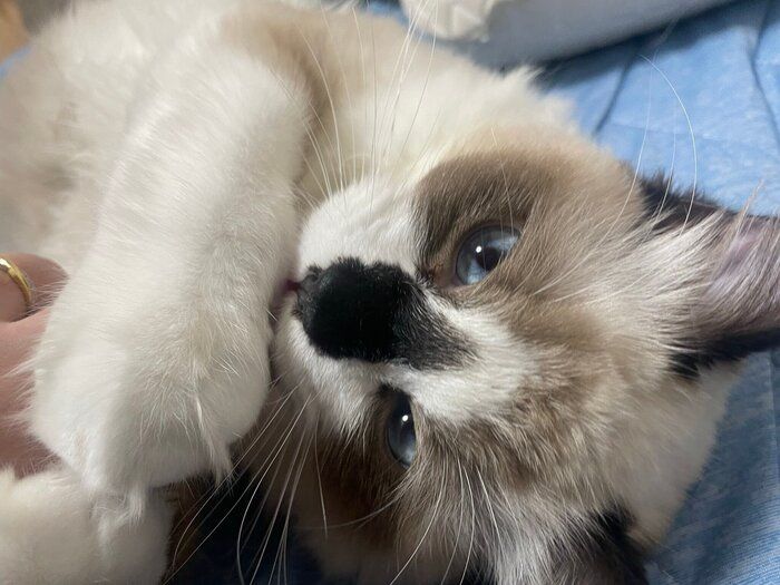飼い主さんたちを起こしに来たときのちゃこまるくん。
