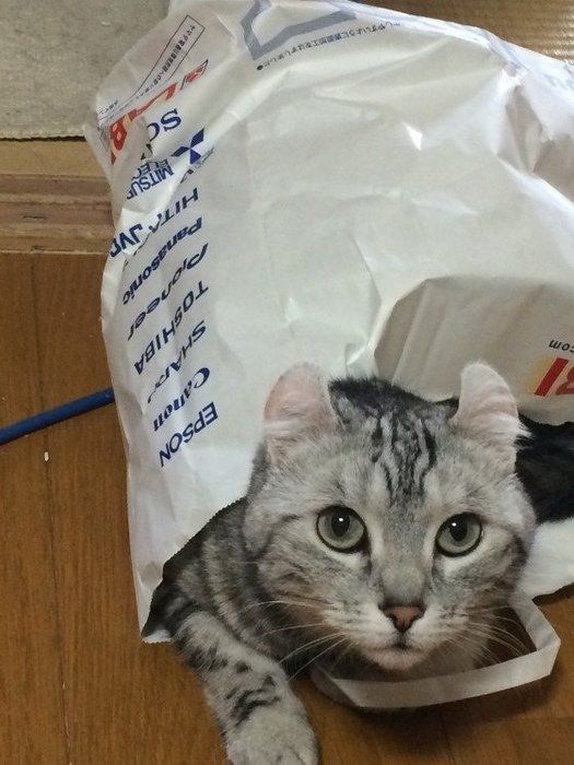 紙袋に入るアイルちゃん