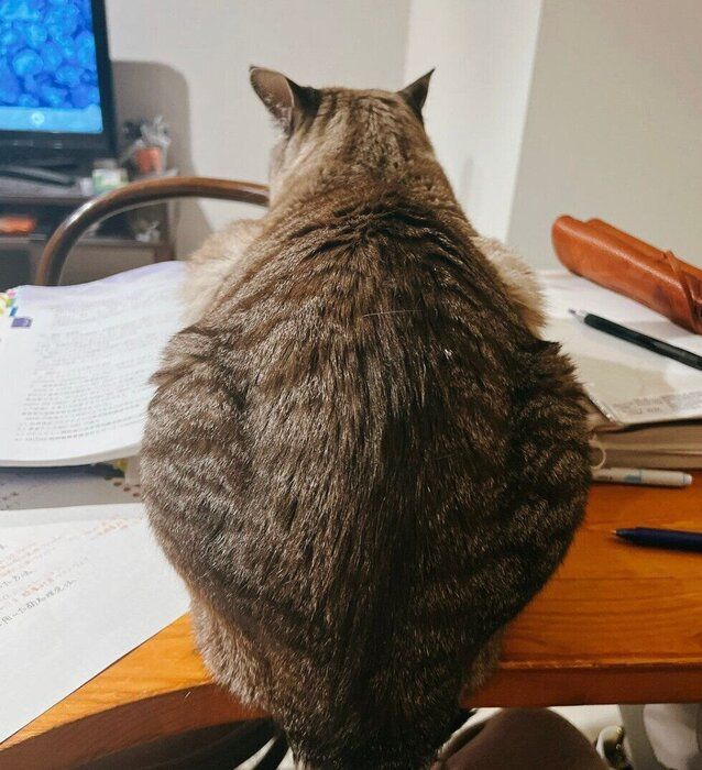 後ろから見たモネさん