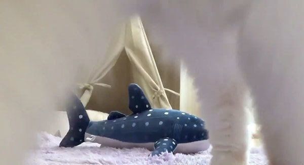 飼い主さんの顔に胸毛を押し付けるホイップクリームちゃん