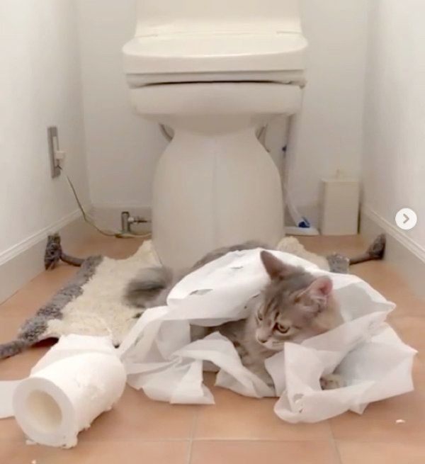 トイレットペーパーで遊ぶ猫