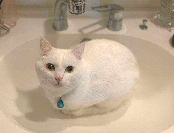 「お水出して」アピールをするハク様