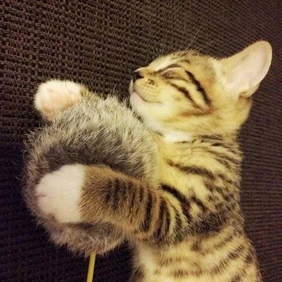 眠る猫
