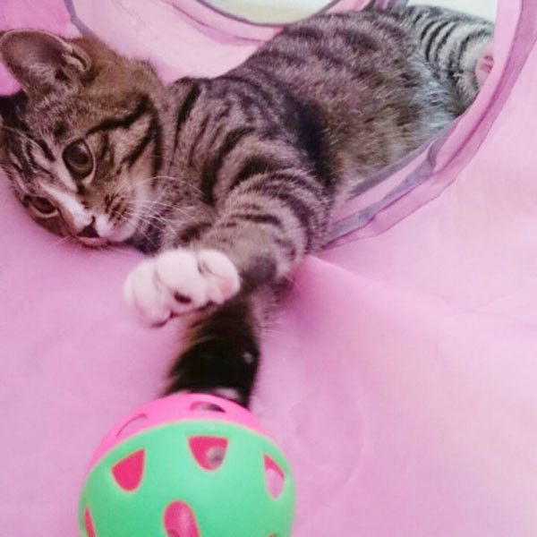 遊ぶ猫