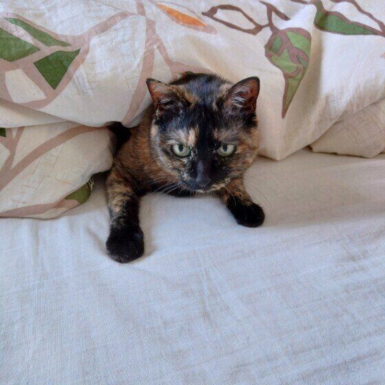 布団から顔を出すこはくちゃん