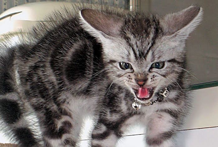 怒っている猫