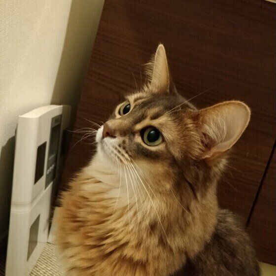 お風呂の前で出待ちするソマリ