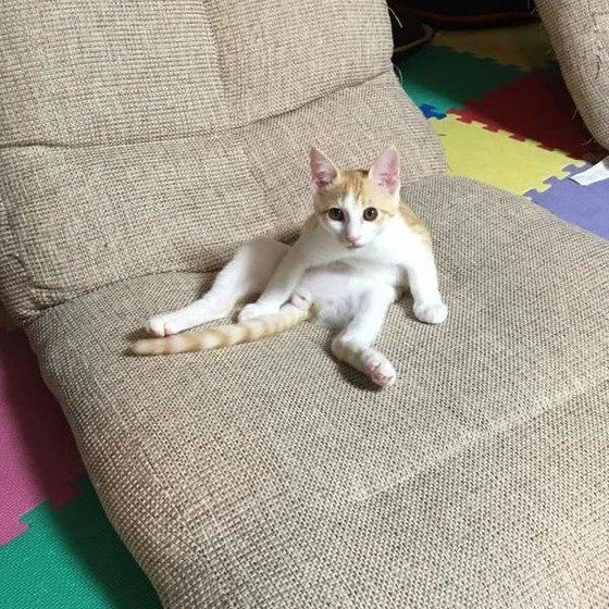 座る猫