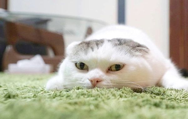 ぐでるライくん