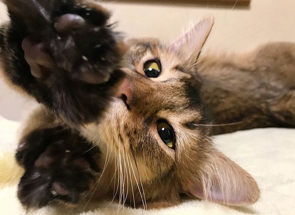 寝転ぶソマリ