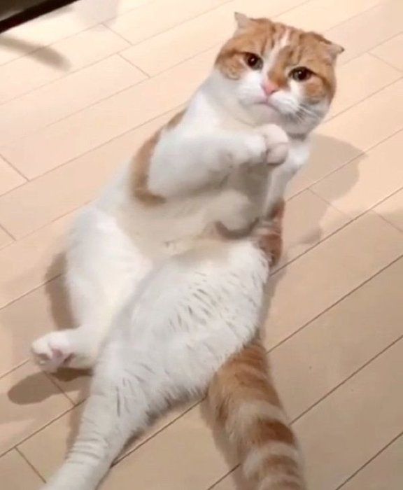 おねだりポーズをするスコティッシュフォールド