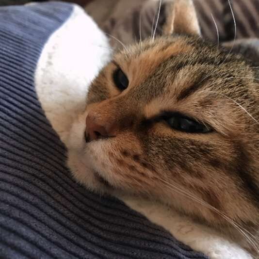 キジトラ はっさくちゃん