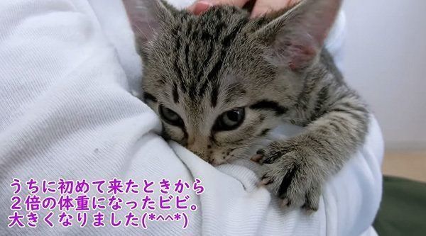 甘える子猫