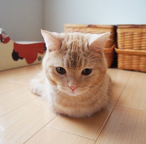 マンチカンのぷーちゃん 香箱座り