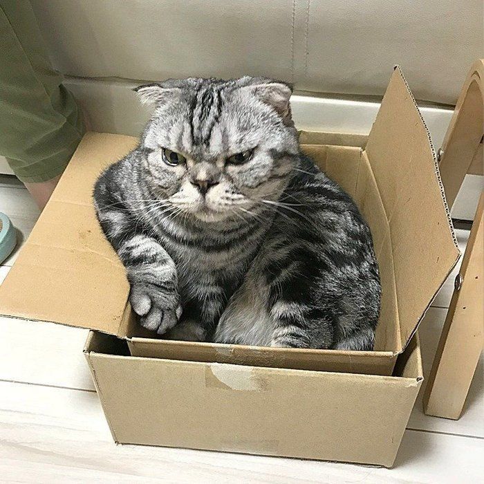 @tacos_cat