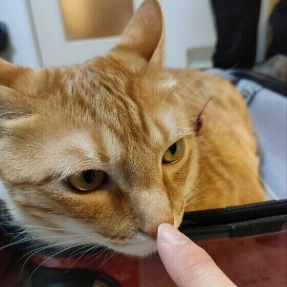 鼻タッチする茶トラ猫