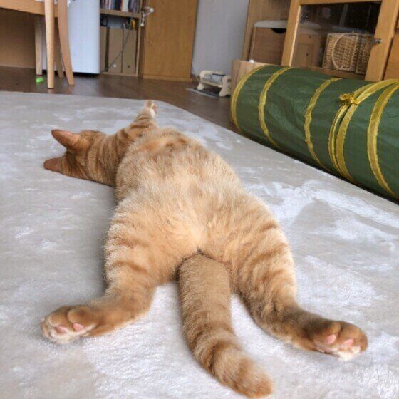へそ天する猫(MIX、オス)
